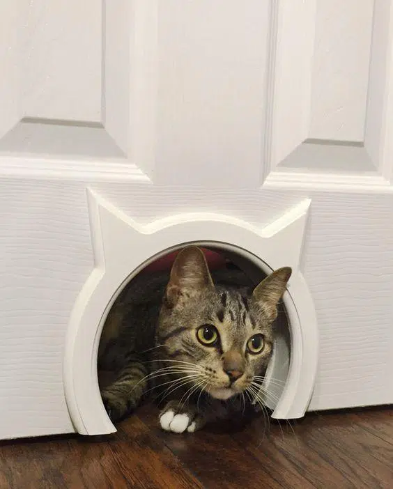 Install a pet door for easy access