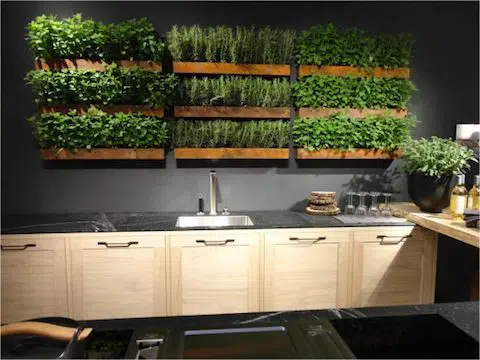 How to Grow Herbs in a Small Kitchen 