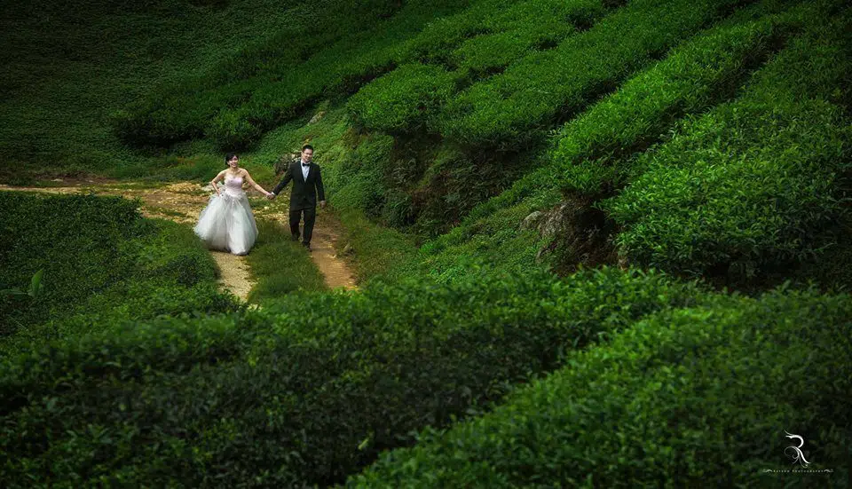 pre-wedding photos, cameron highlands