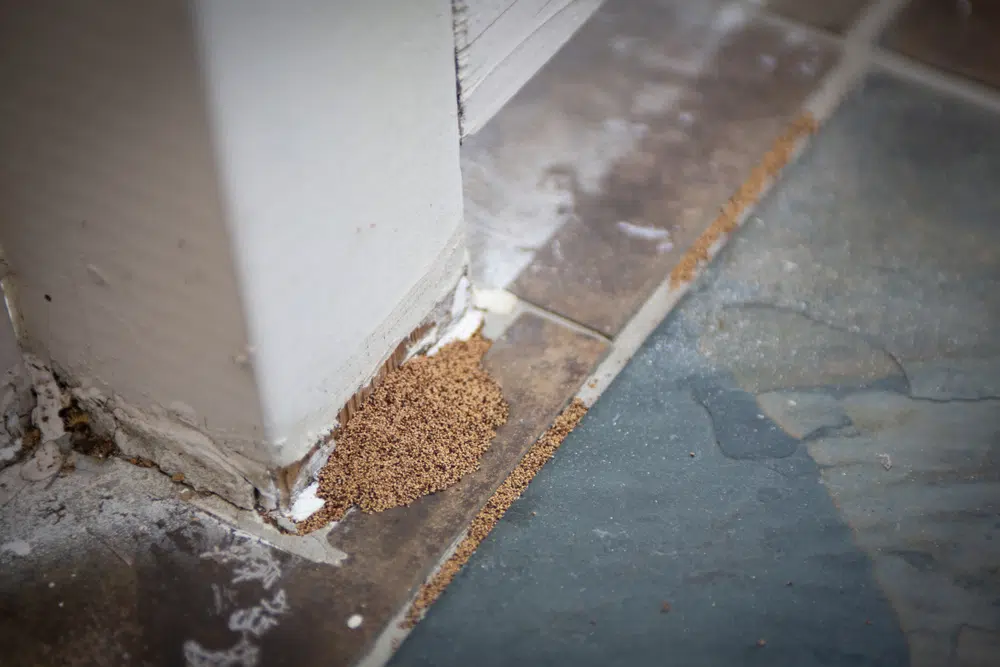 Termite droppings by a sidewalk