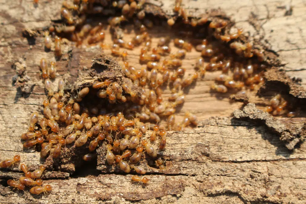Subterranean termites swarming a piece of wood 