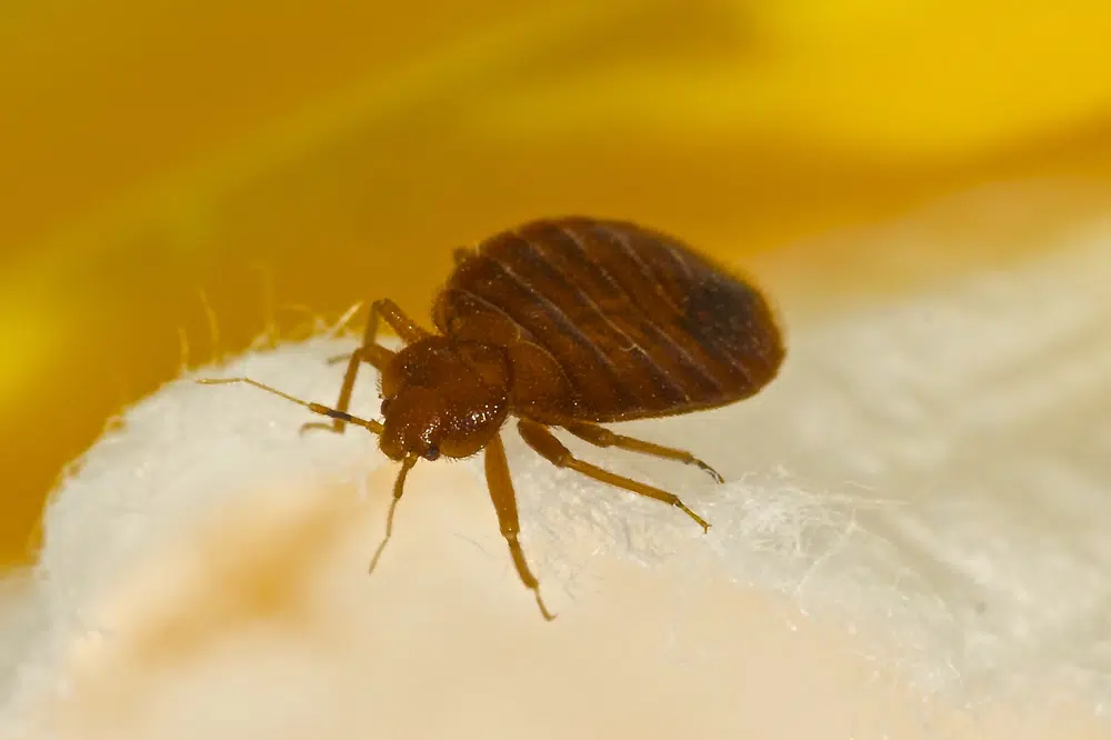 Bedbug infestation in the mattress 