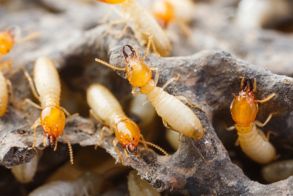 White ants crawling around dead log