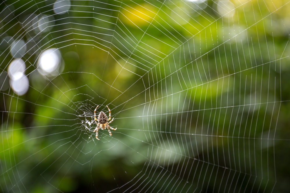 Spider web outdoors in the garden